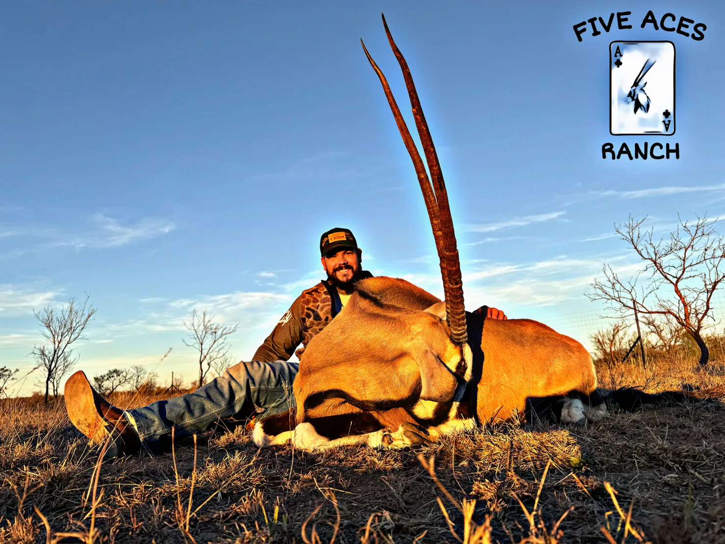 Gemsbok at Five Aces Ranch