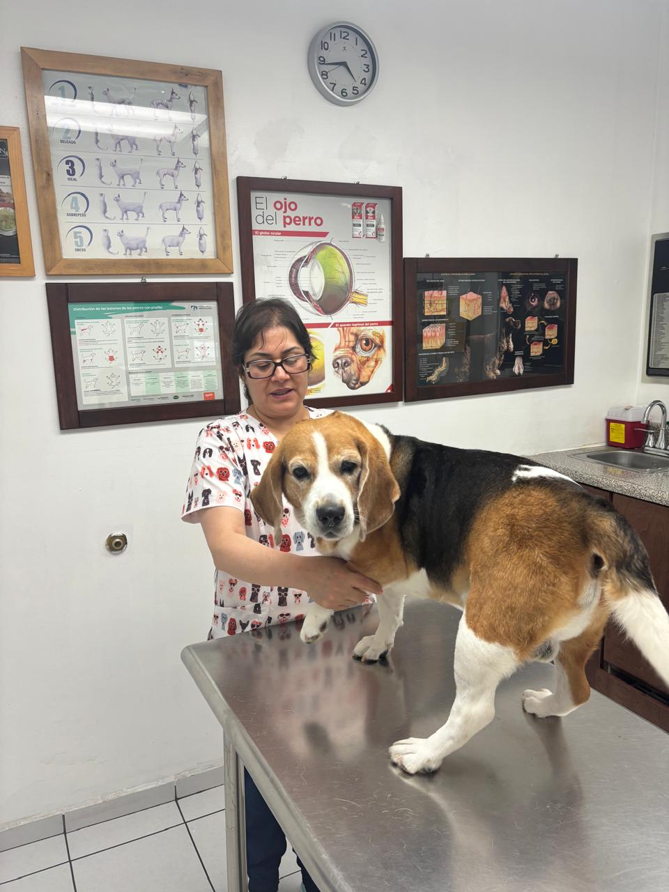 Atención en dermatología canina en Clínica Veterinaria Mascoot Tijuana