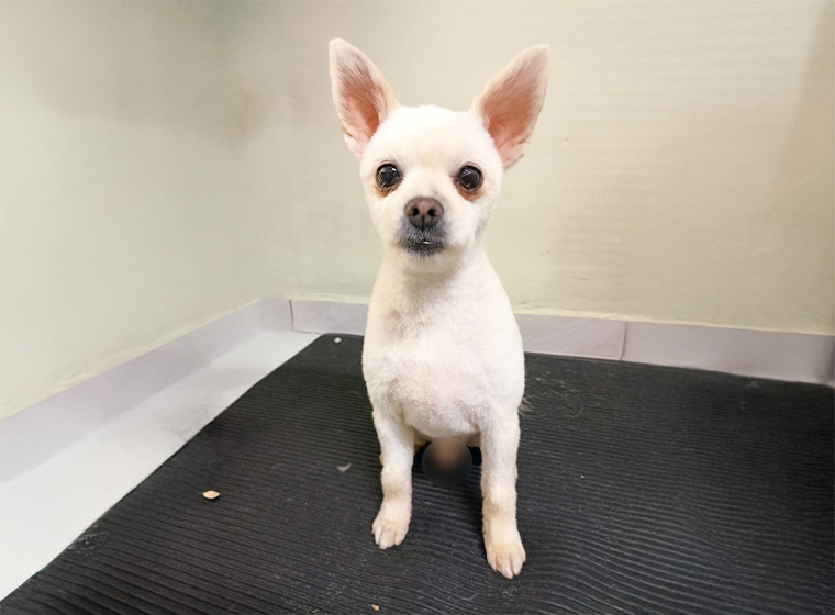 Estética canina en Clínica Veterinaria Mascoot Tijuana — perro limpio y aseado