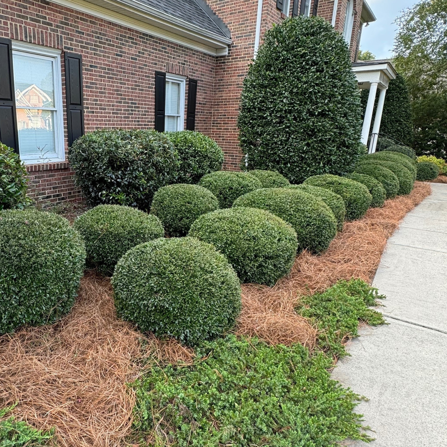 Hedge and bush trimming service in Rock Hill SC