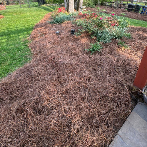 Pine straw installation service in Rock Hill SC