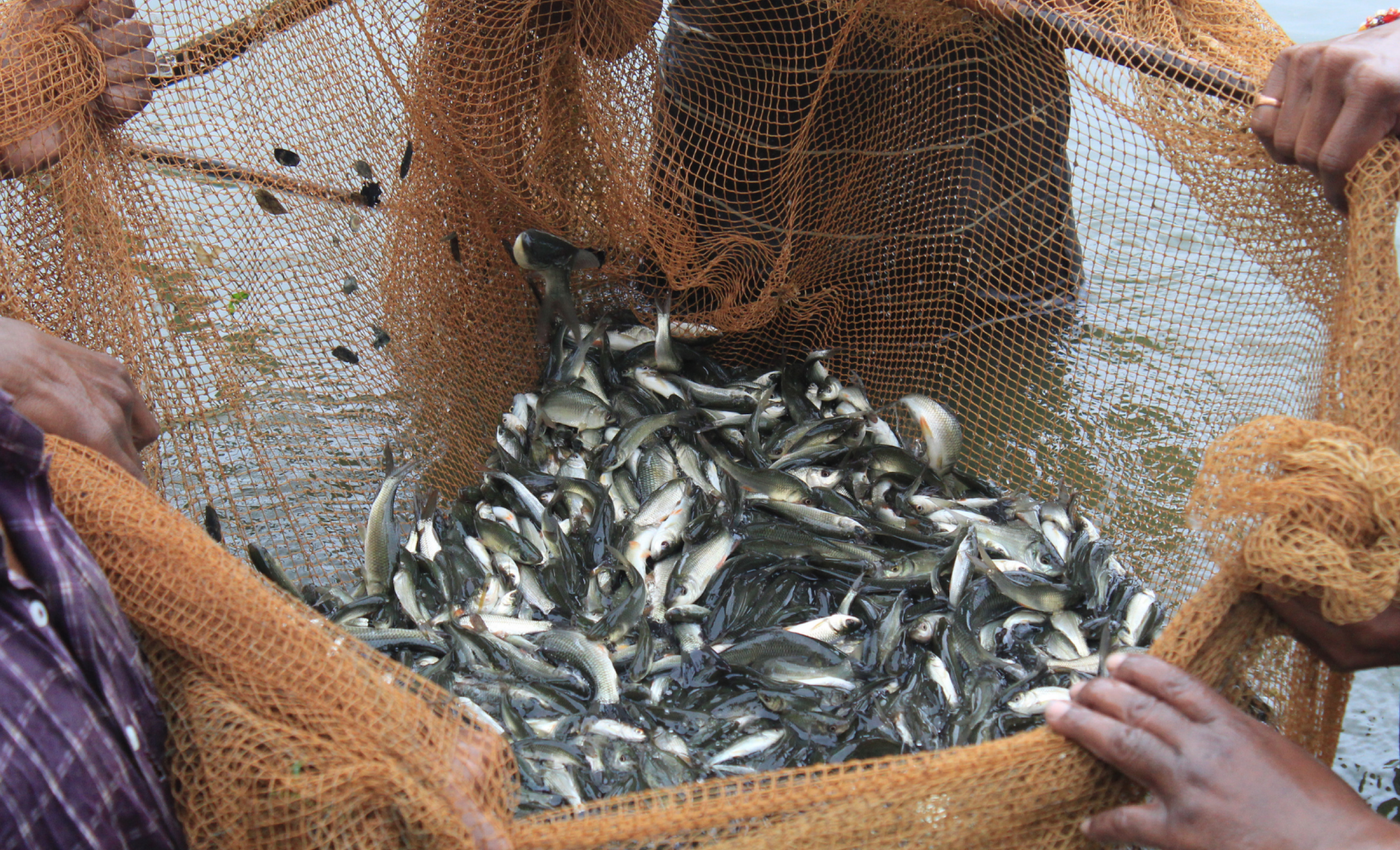 Verified Farm & Fishery Sourcing