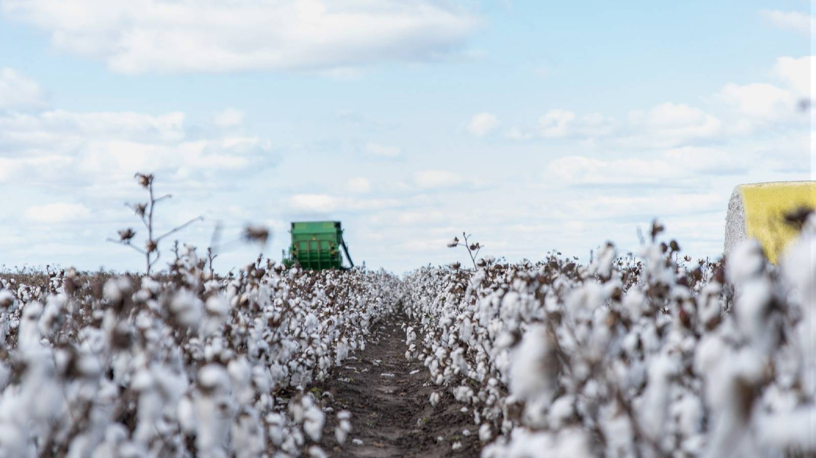 Bec Lindert, Lindert & Co