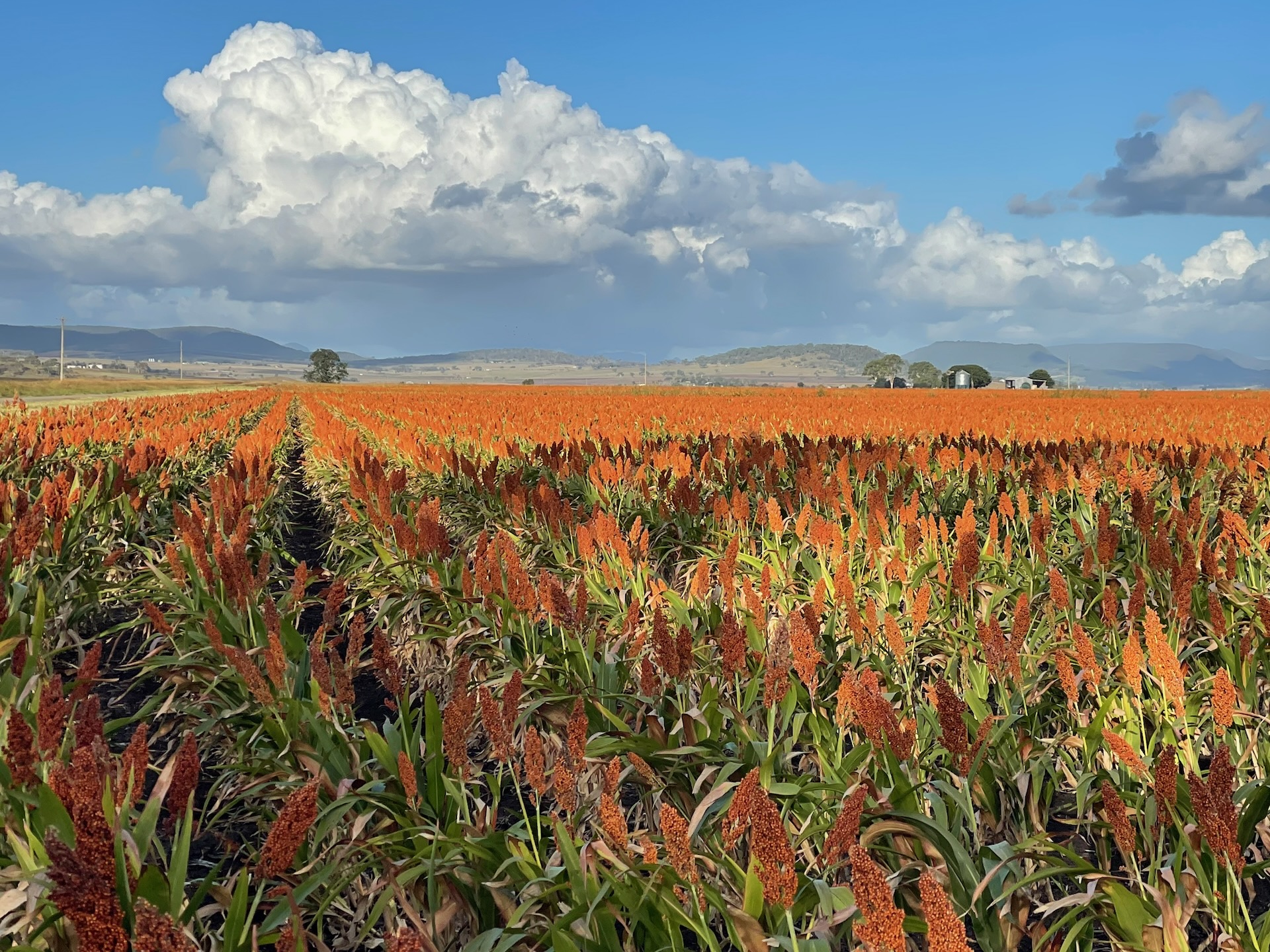 Australian agriculture