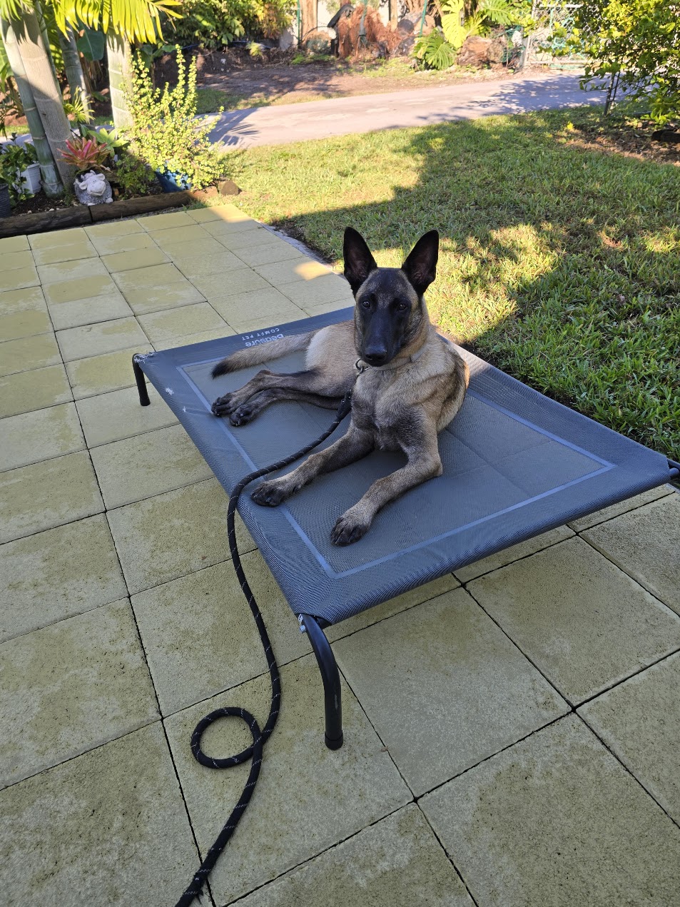 Belgian Malinois holding a down-stay on a place cot