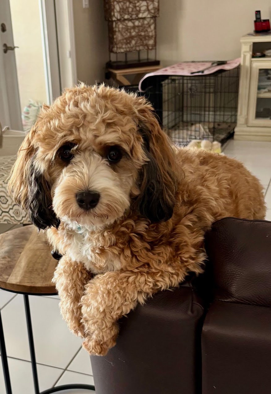 Cavapoo puppy relaxing on the couch
