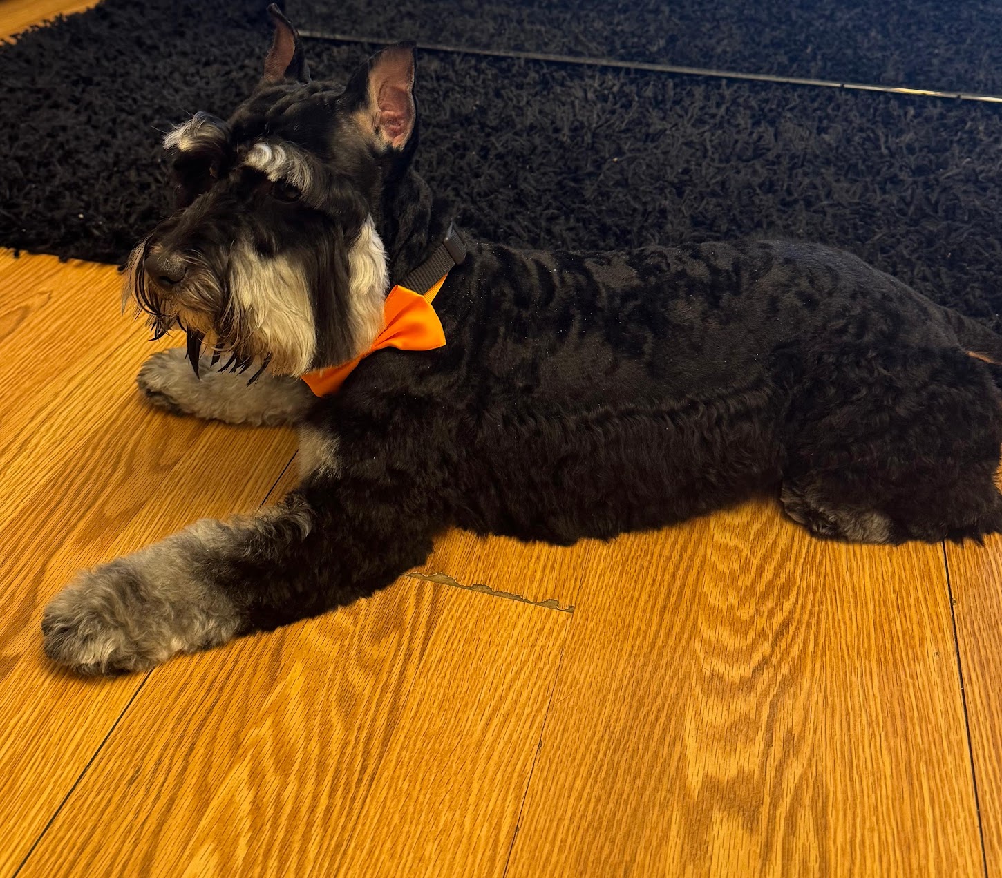 Calm schnauzer lying at home