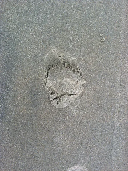 sprinting footprint