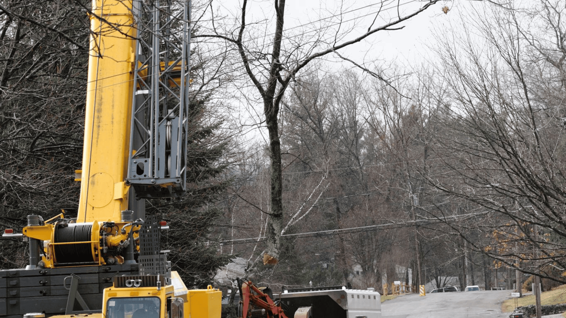 Tree Removal