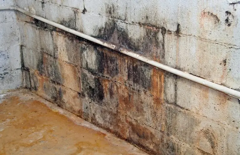What Is Mold, And Should You Be Concerned?