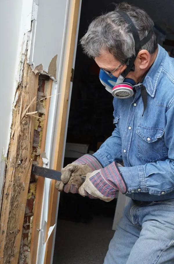 Termites Cause Billions In Property Damage Every Year