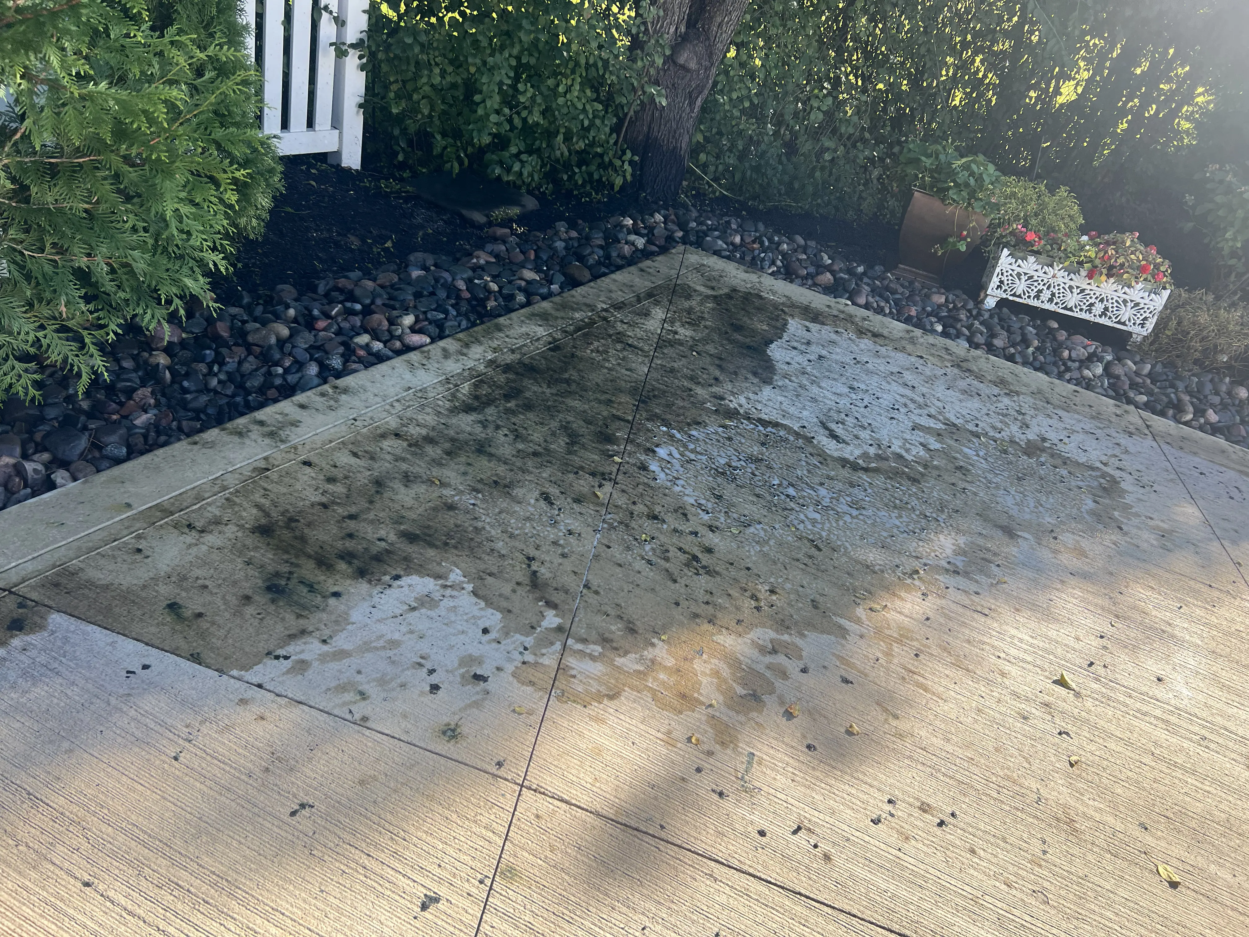 Before Algae Removal
