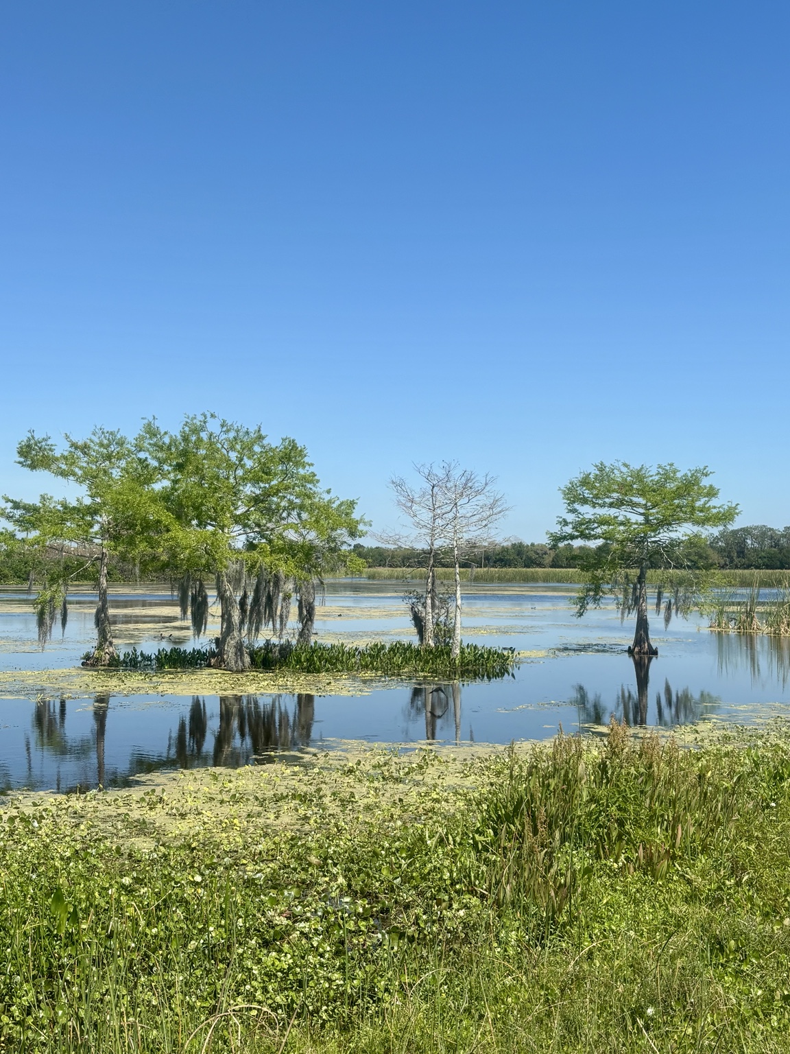 Cypress trees reflected in Florida wetland water