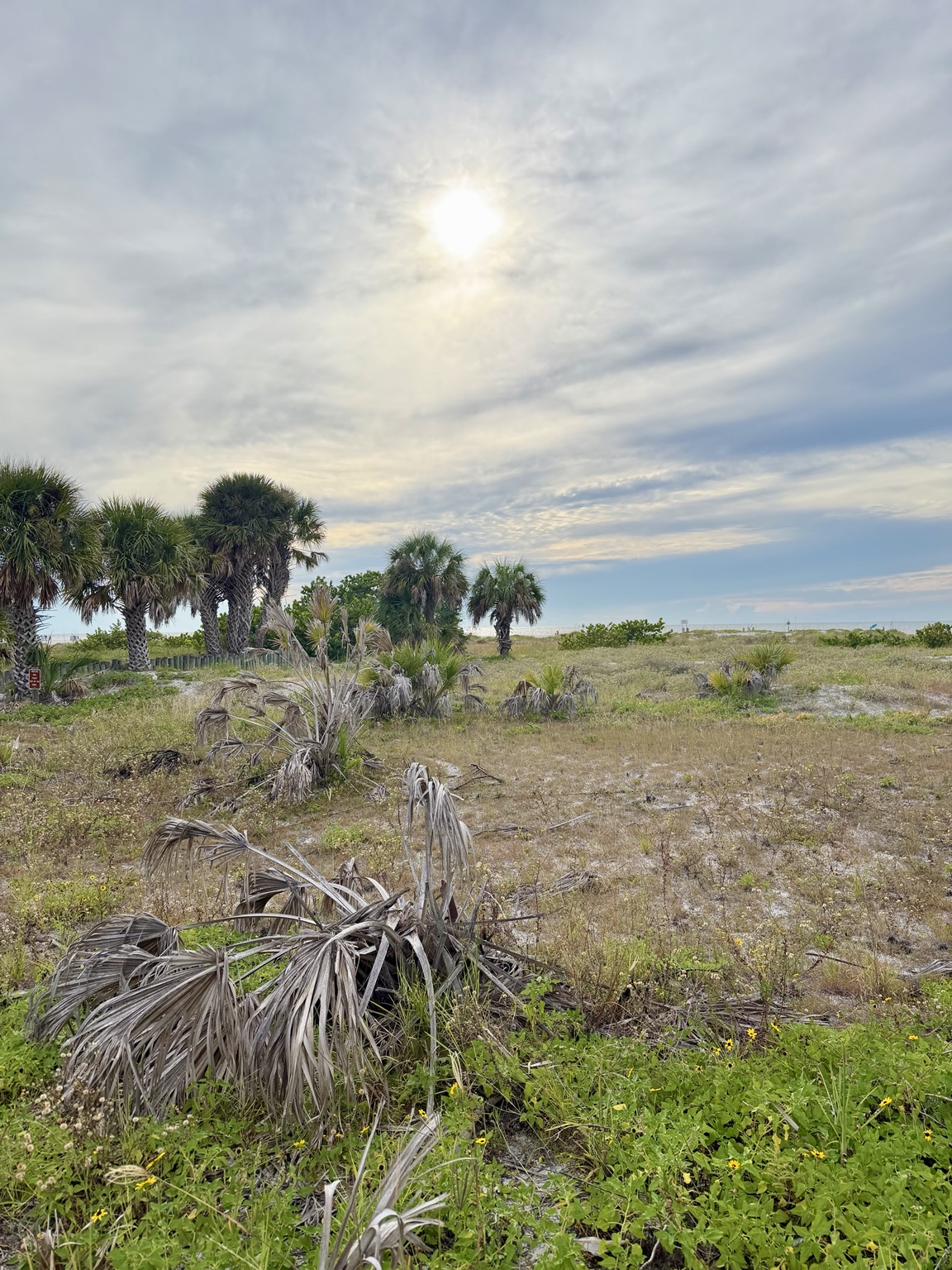 Open coastal clearing with palms beneath a cloudy sky