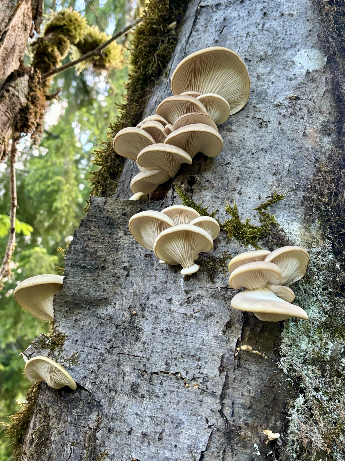 Clusters of mushrooms growing along a tree trunk in the woods