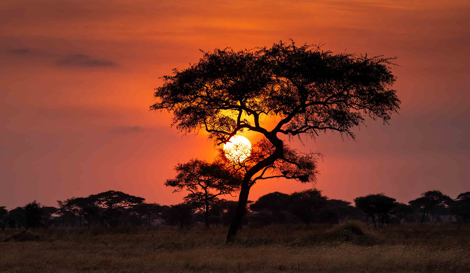 sunset over the savanna
