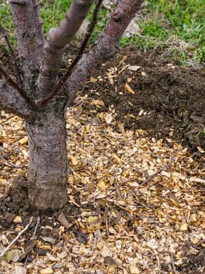 Mulching in Fishers