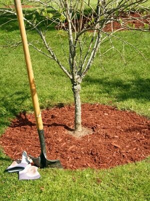 Top Dressing in Fishers