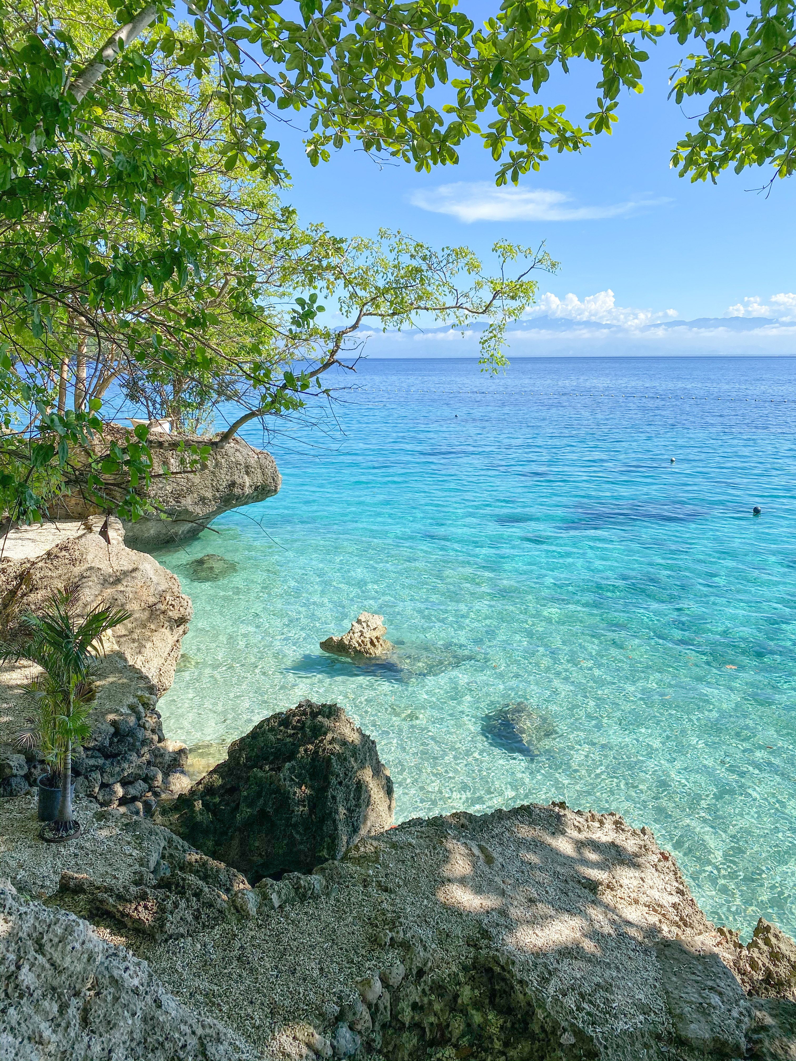 Lush tropical garden