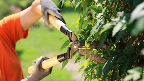Tree Trimming in Omaha Metro
