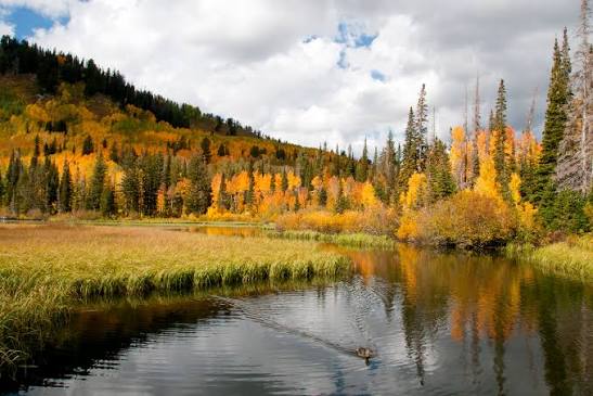 Cottonwood Canyons in Utah