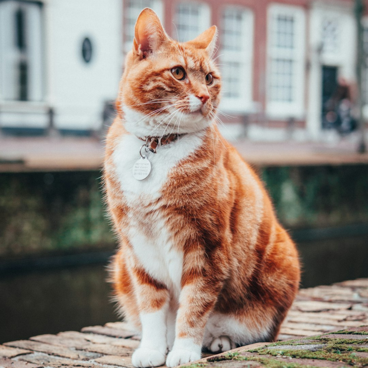 Orange-and-white tabby cat wearing a collar and sitting outdoors