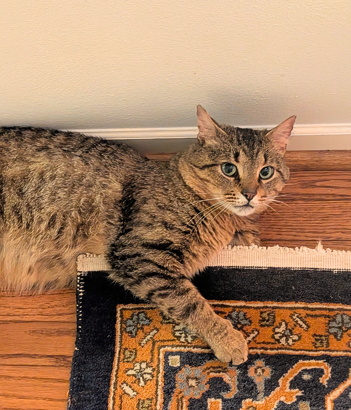 Bandit, a tabby cat Raven connected with during an animal communication session