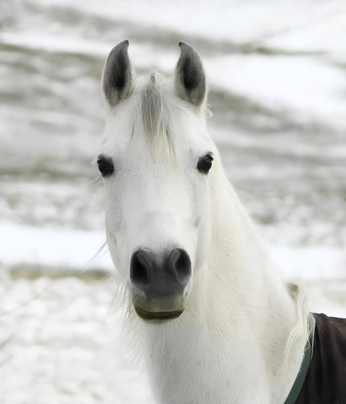 Idol, a horse Raven connected with during an animal communication session