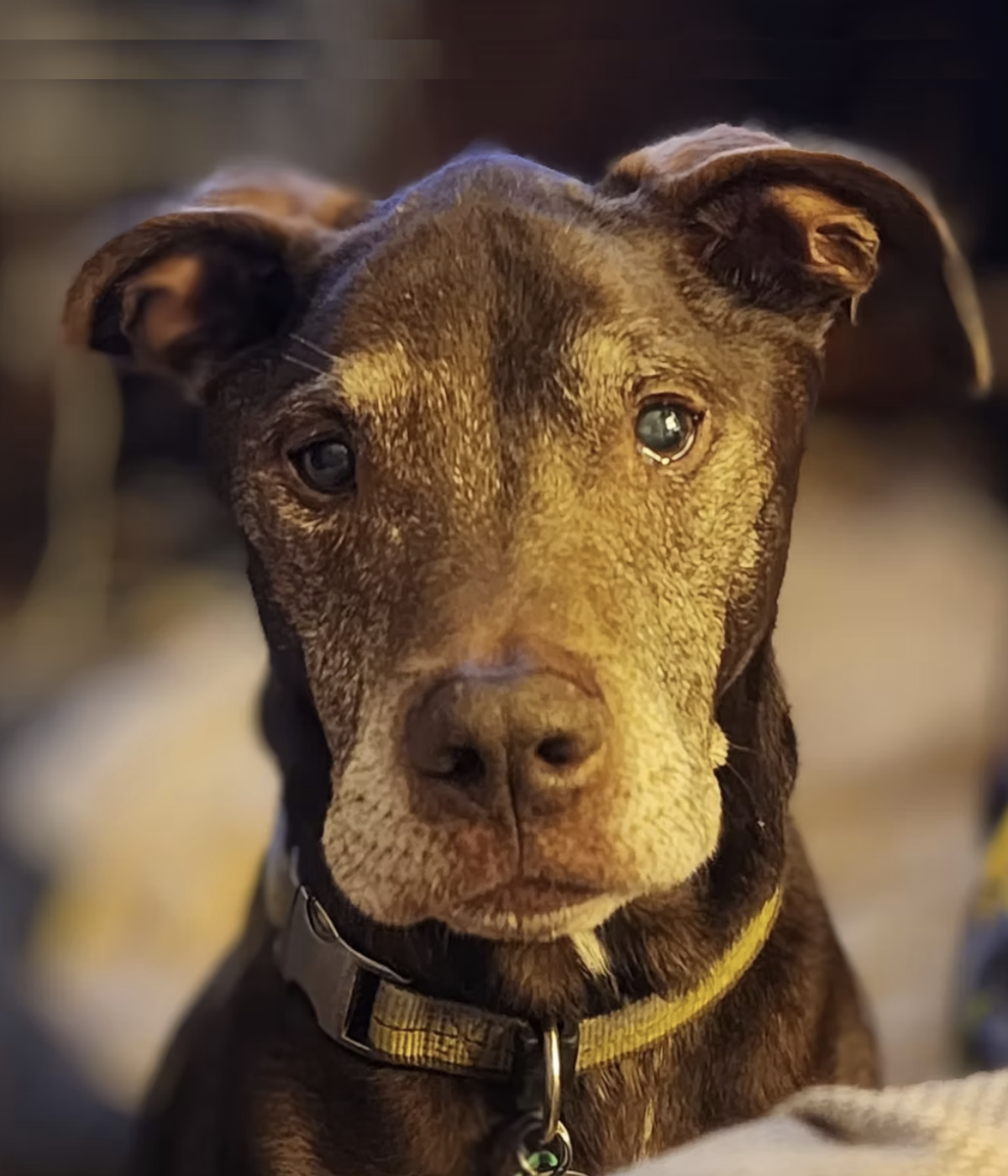 Cooper, a dog Raven connected with during an animal communication session