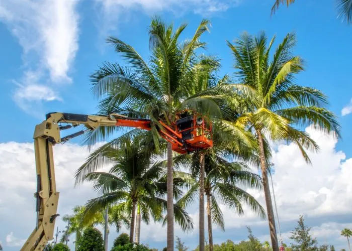 Tree trimming service