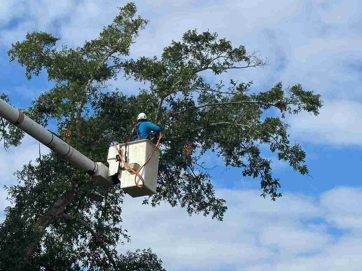 Tree Service Work