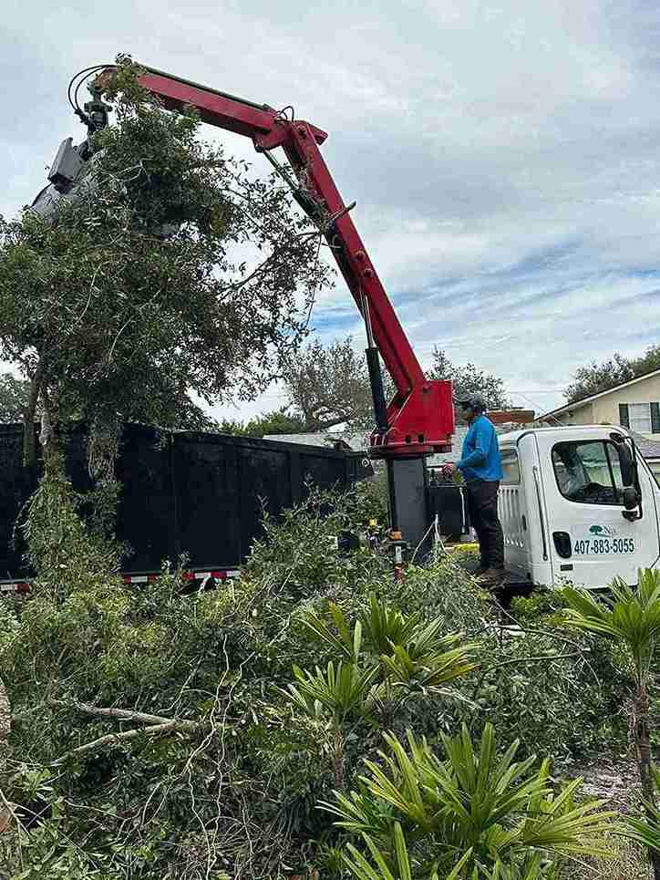 Tree Service Work