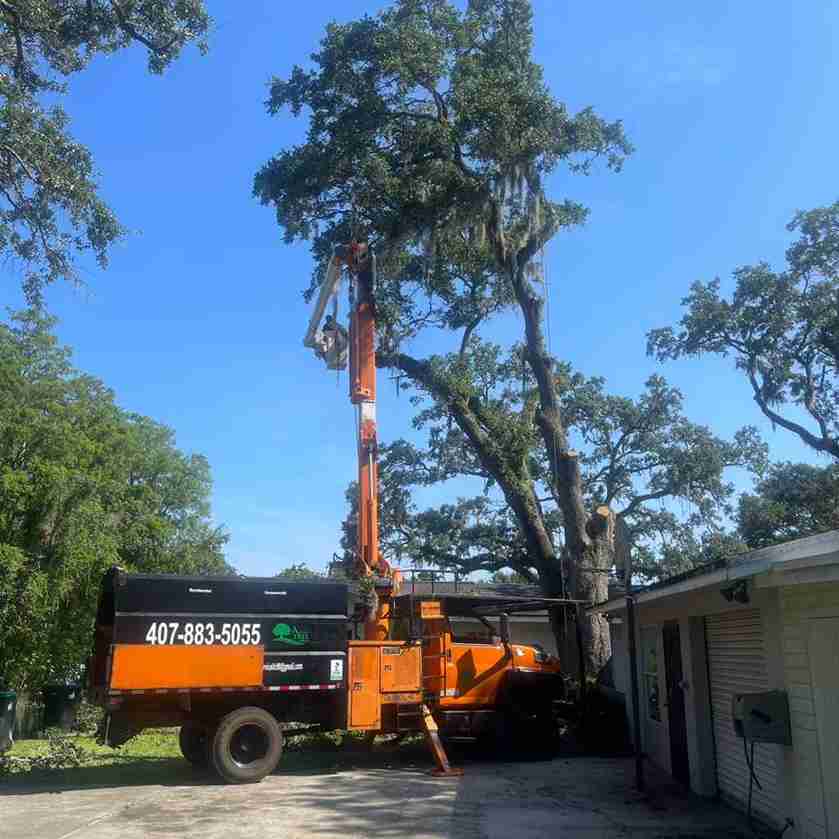 Tree Service Work