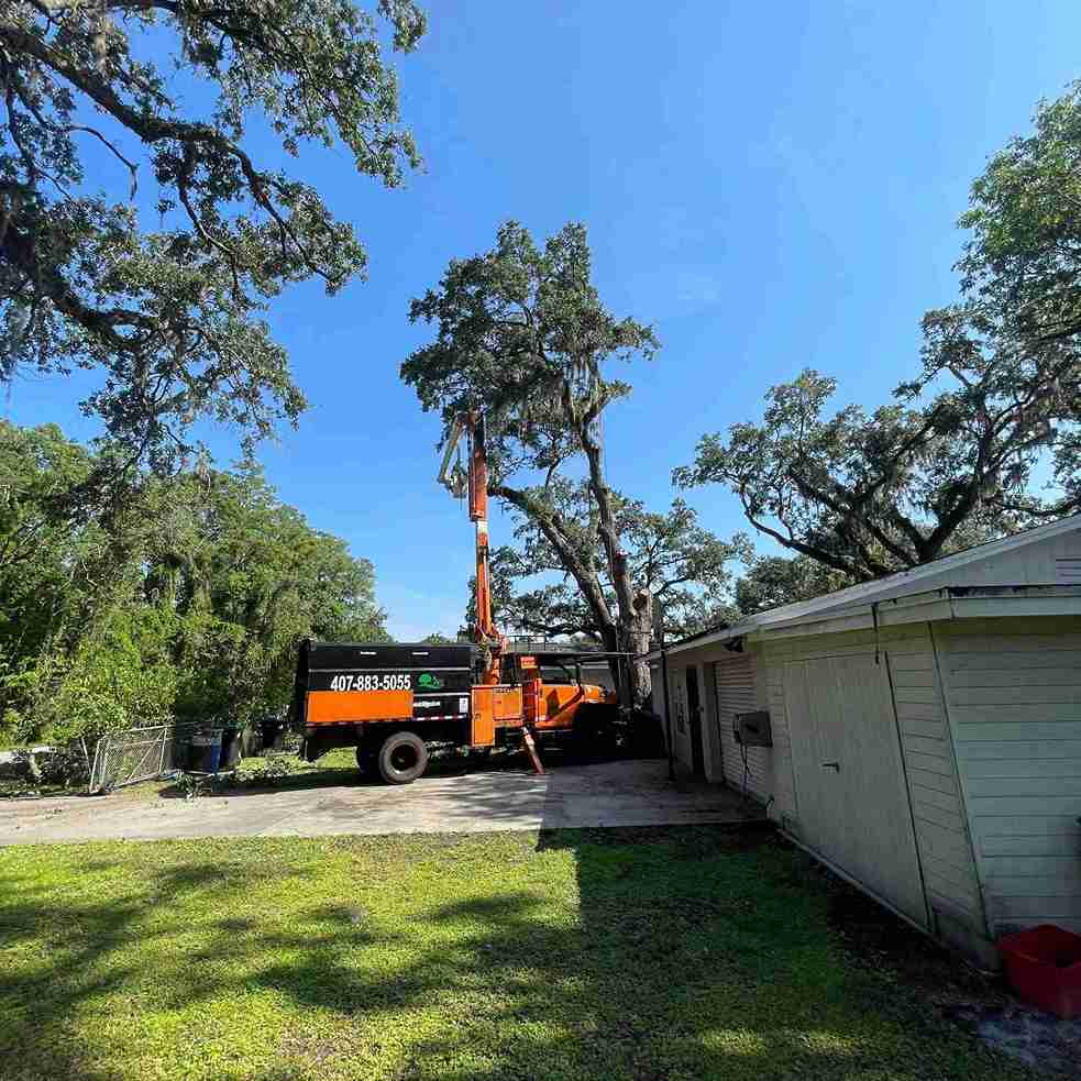 Tree Service Work