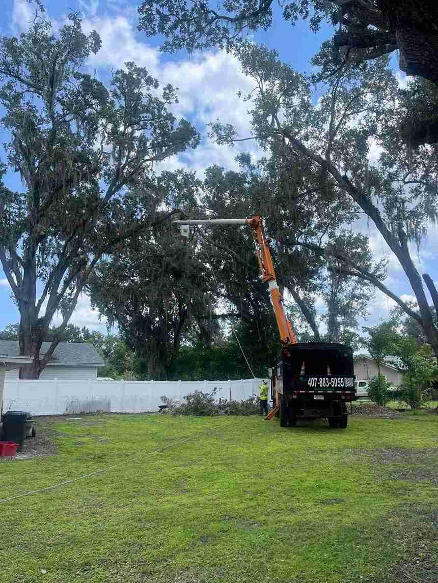 Tree Service Work