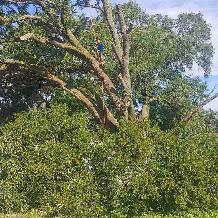 Tree Service Work