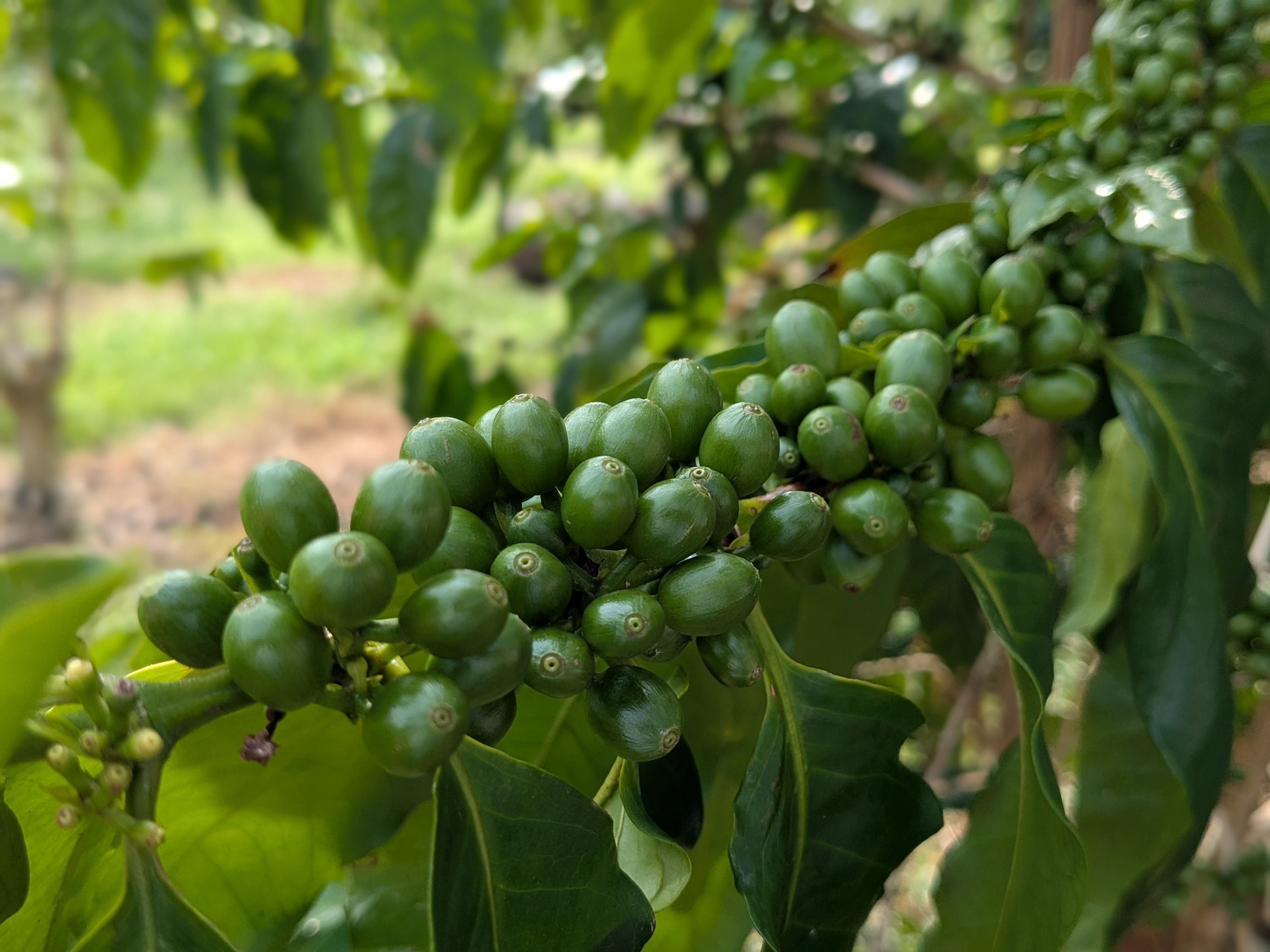 Rising Kona Coffee
