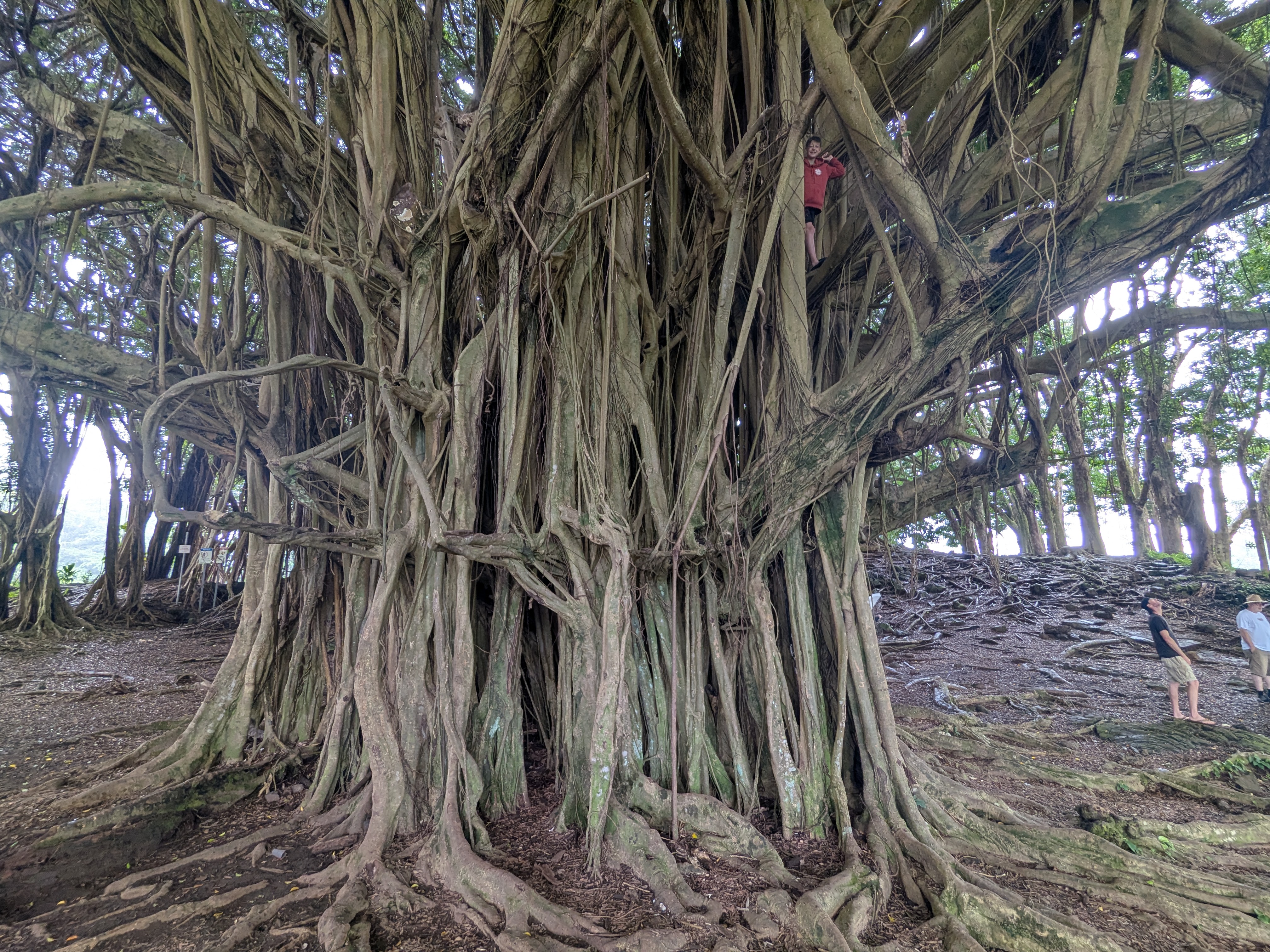 Rainbow Falls - Hawaii