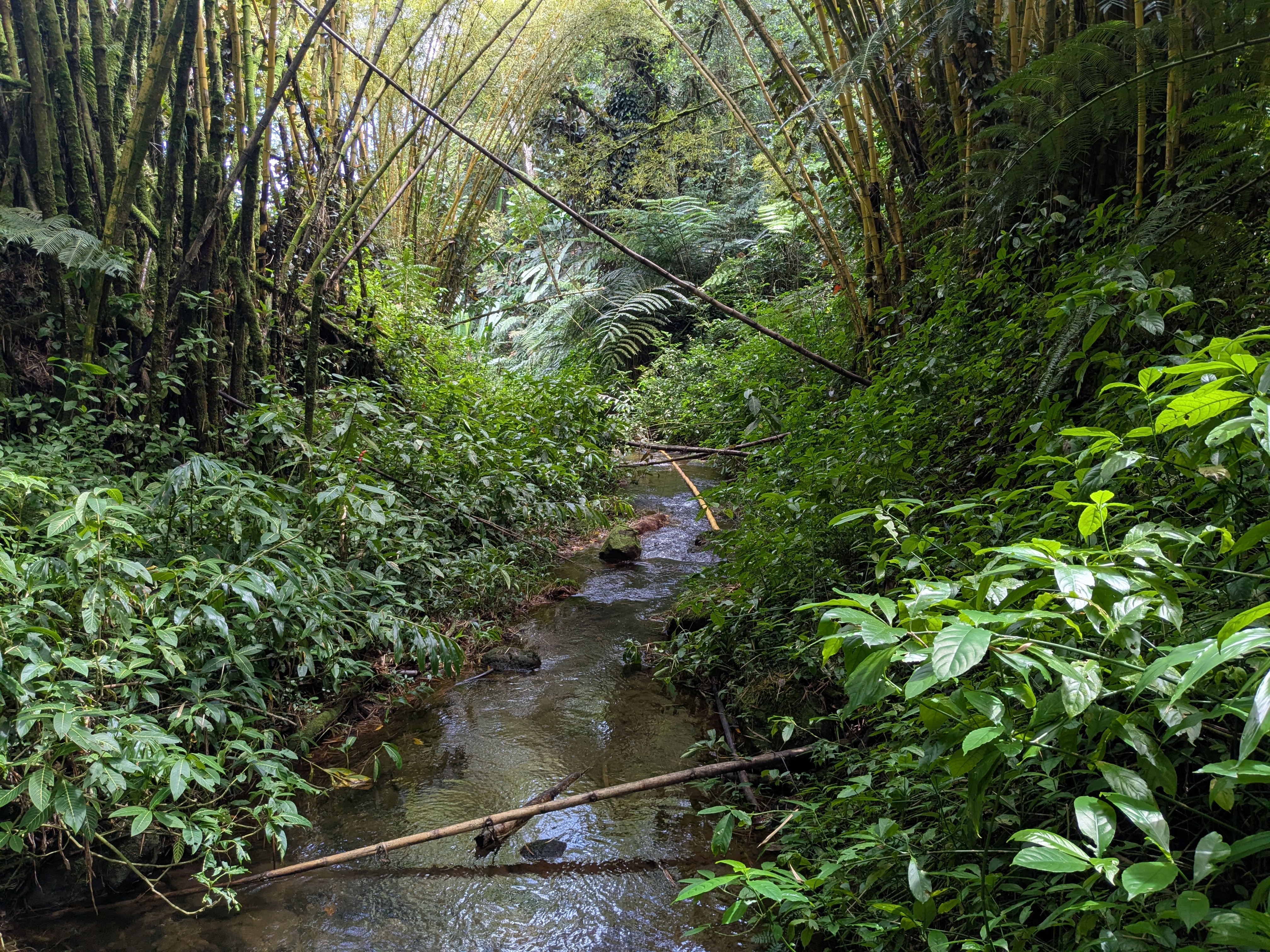 Akaka Falls State Park