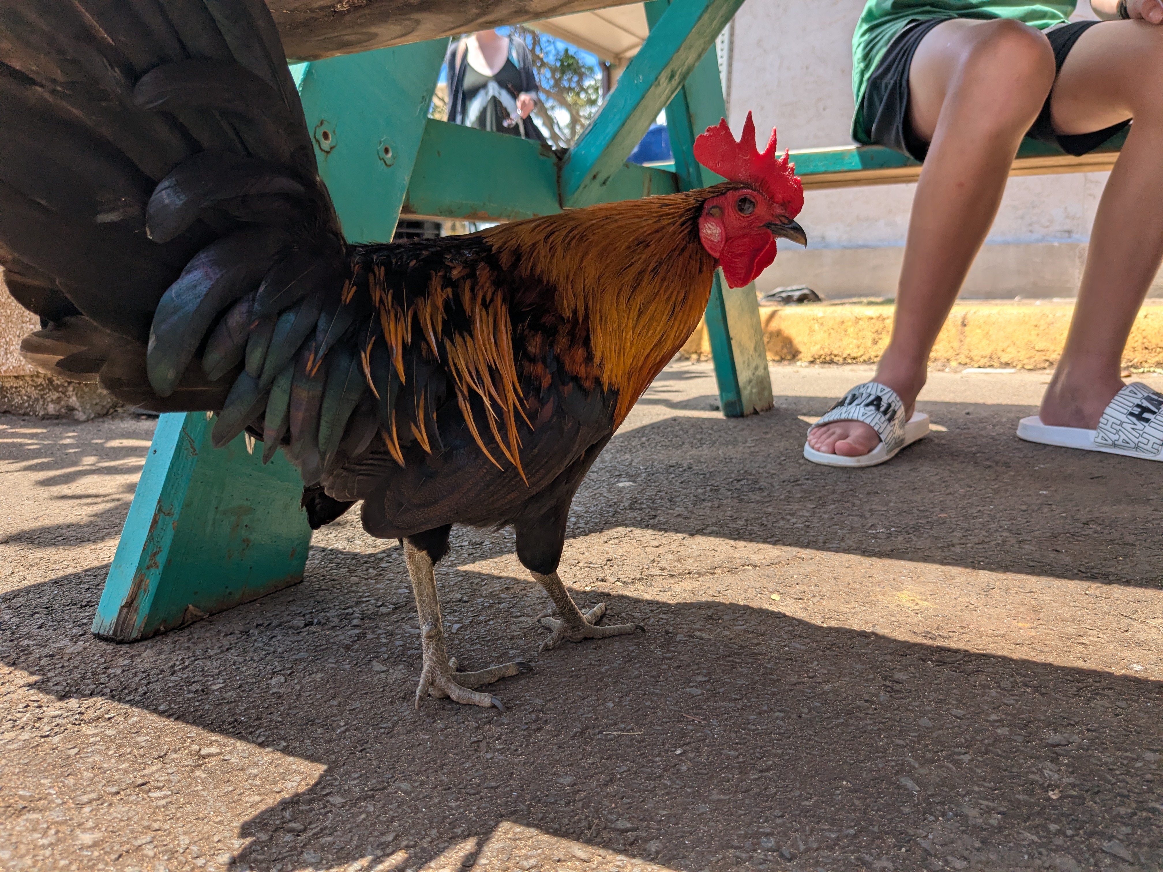 Ululani's Hawaiian Shave Ice