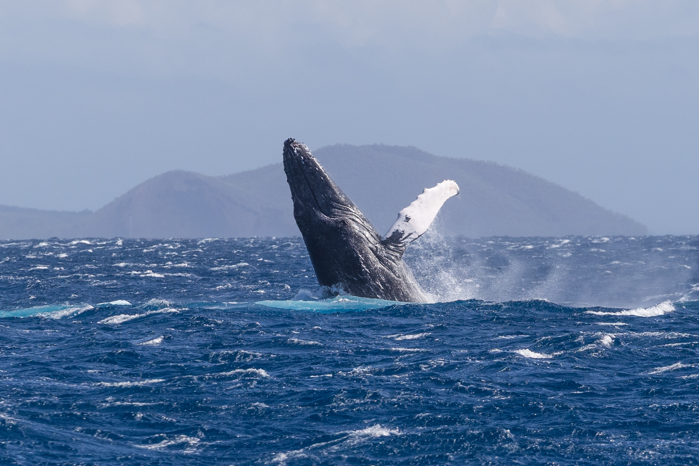 Whale Watching in Mauii