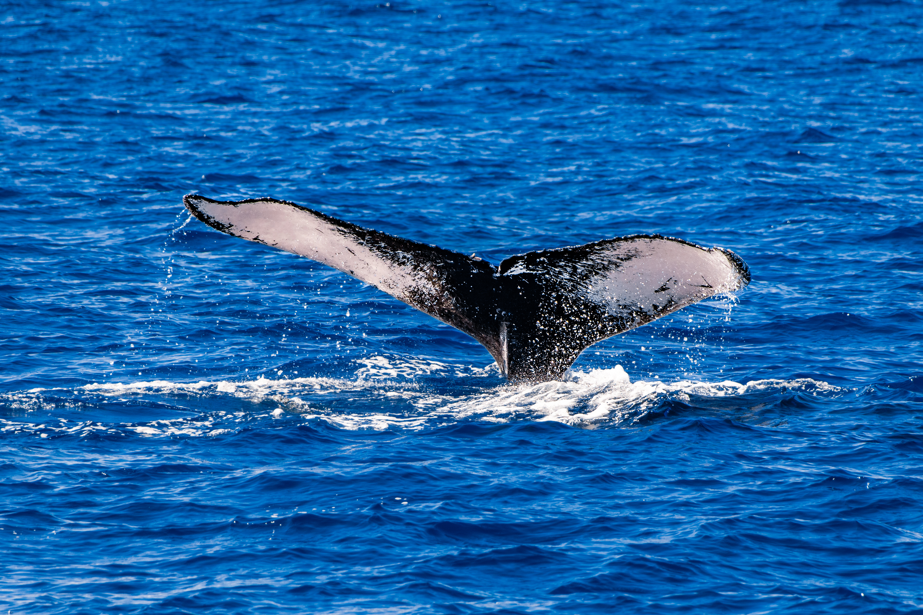 Maui Whale Watching