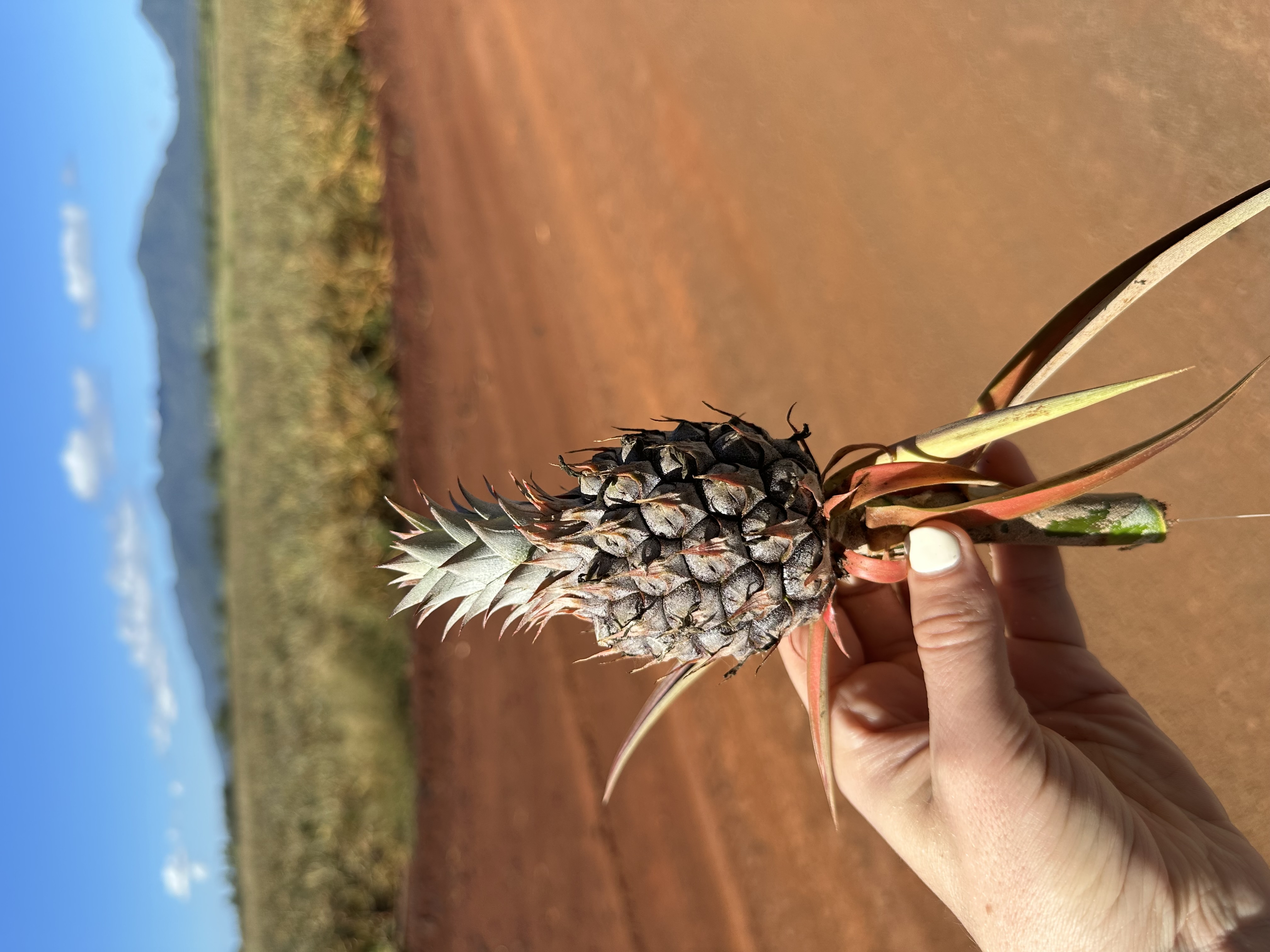 Visiting a Hawaiian pineapple farm