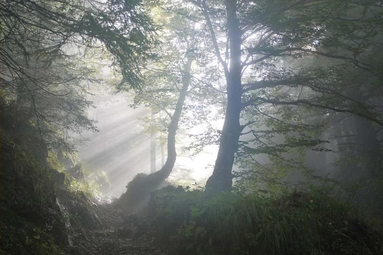 Morning sunlight streaming through mist in a woodland