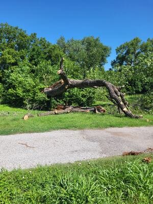 Stump Grinding in Valley Center ks