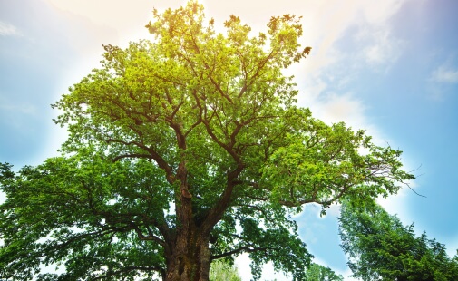A flourishing green tree beneath a bright sky