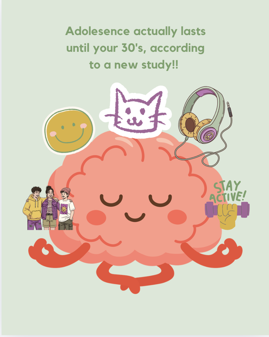 adolescence until your 30's