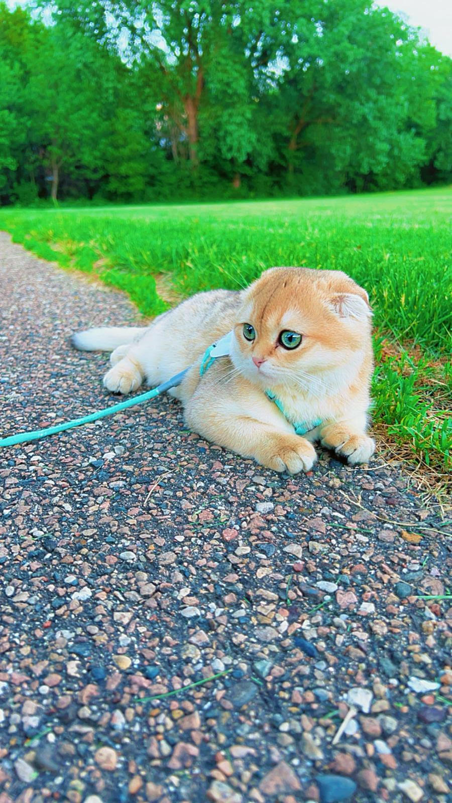 Scottish Fold queen cat Stella with golden coat