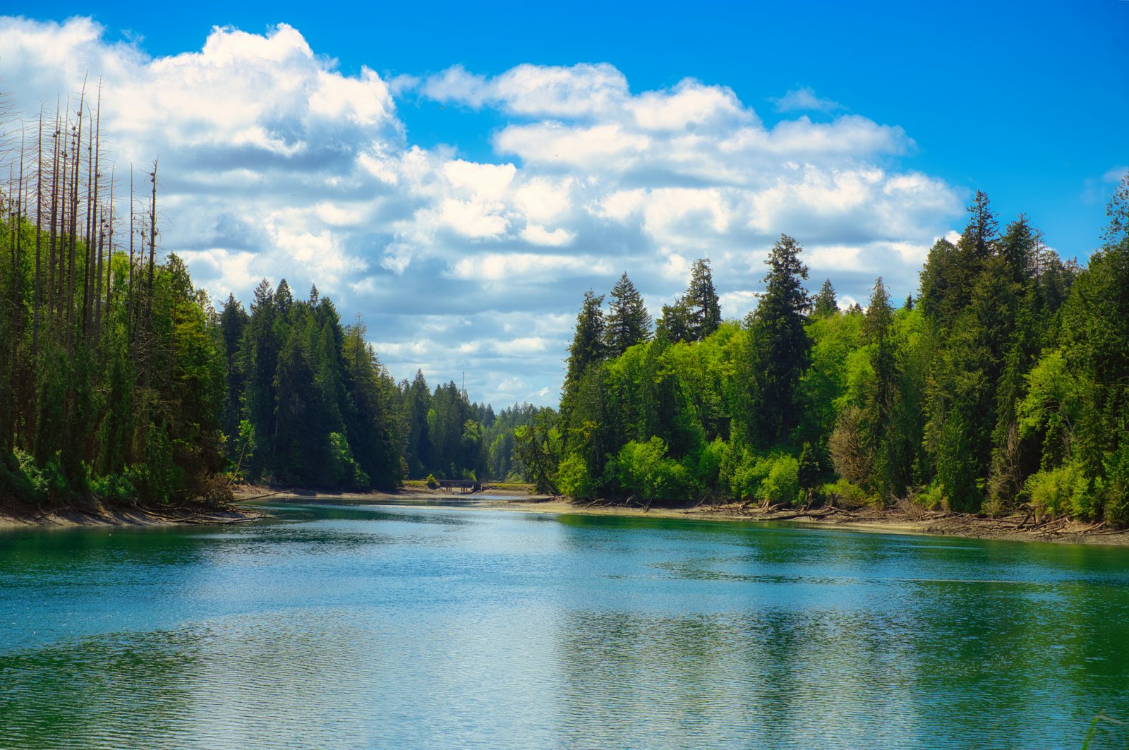 Evergreen forest along a quiet Pacific Northwest inlet near Olympia