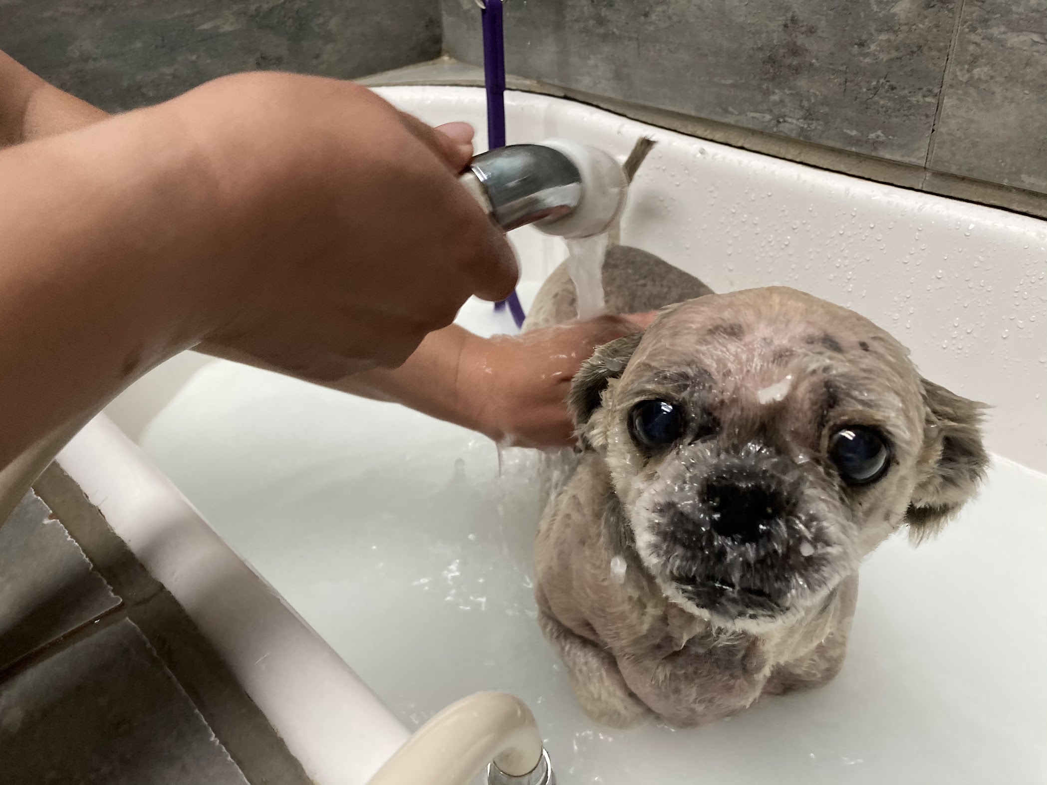 Dog relaxing in a microbubble therapy tub